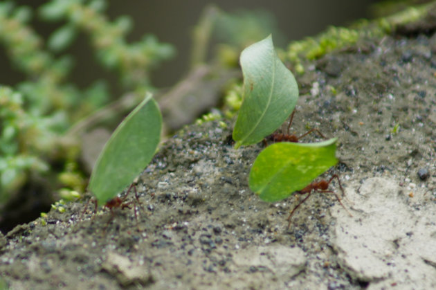 Leafcutter  ants