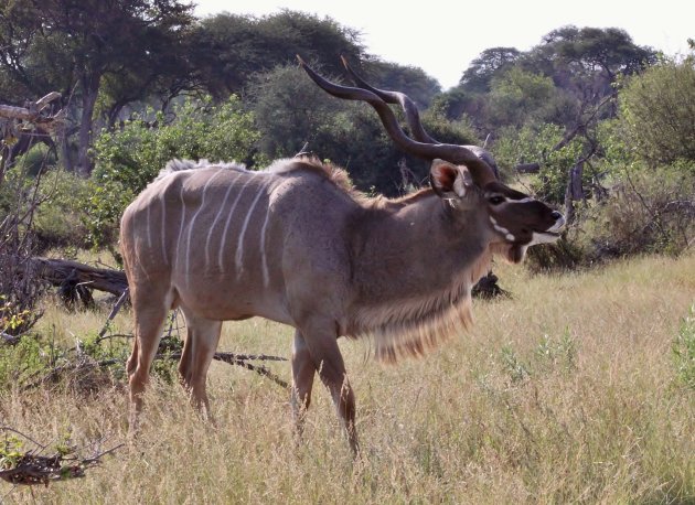 Kudu in volle glorie