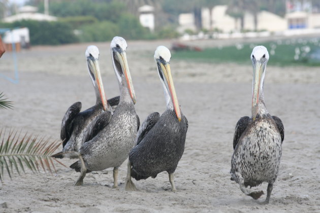 wandelende pelikanen