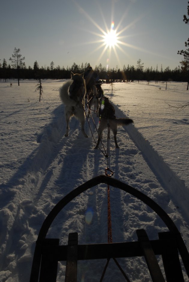 Husky's in actie - sleeen in Fins Lapland