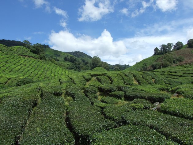 Theeplantages In Cameron Highlands