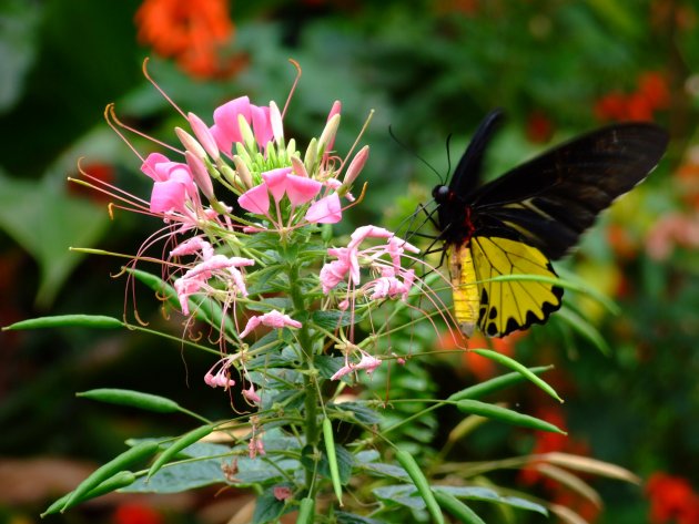 Kus van een vlinder in Cameron Highlands