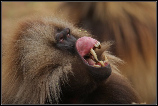 gelada baviaan - onderdanig mannetje