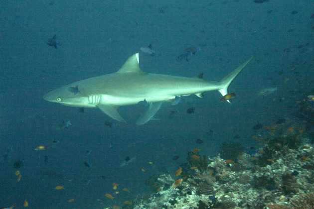 White tip shark