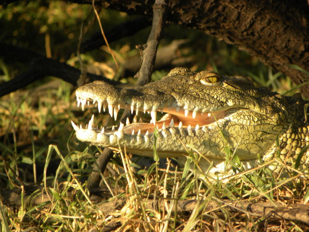 Zambezi river Croc