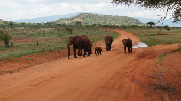 Rode olifanten in Tsavo West NP Kenia