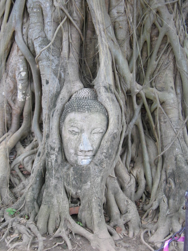 Wat Phra Mahathat, hoofd van Boedha met boom meegegroeid, wonderlljk.