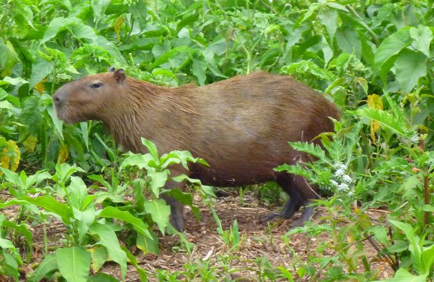 Capybara in de Pantanal