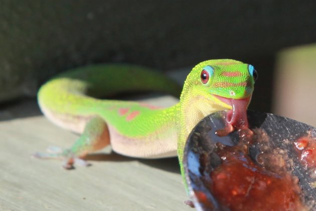 Ontbijtende gekko