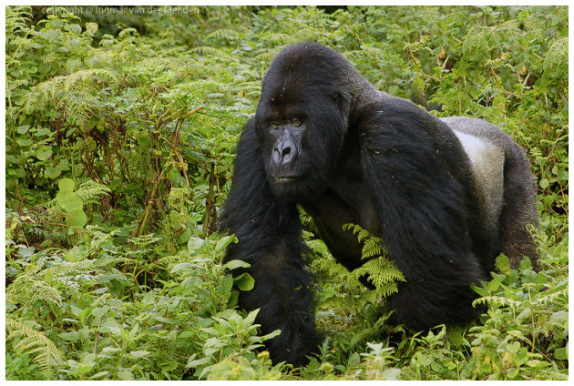 Gorilla Kigongo wil er langs
