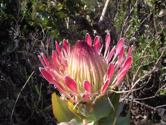 Prachtige Protea
