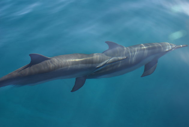 Spinner Dolphins Na Pali