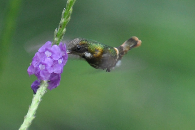 kleinste kolibrie