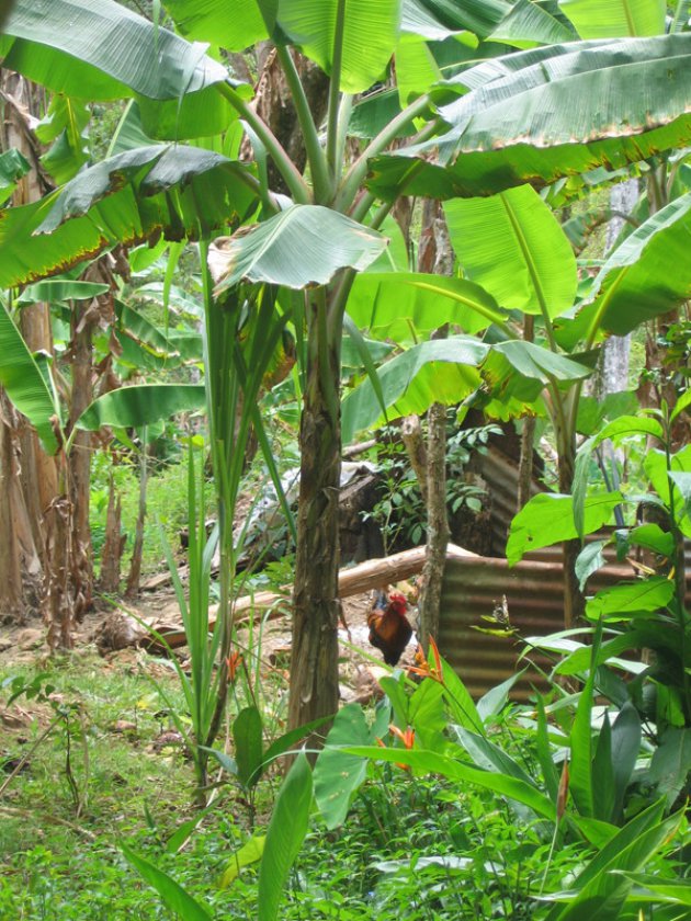 Hut met bananenbomen en een haan