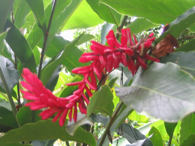Tropische flora