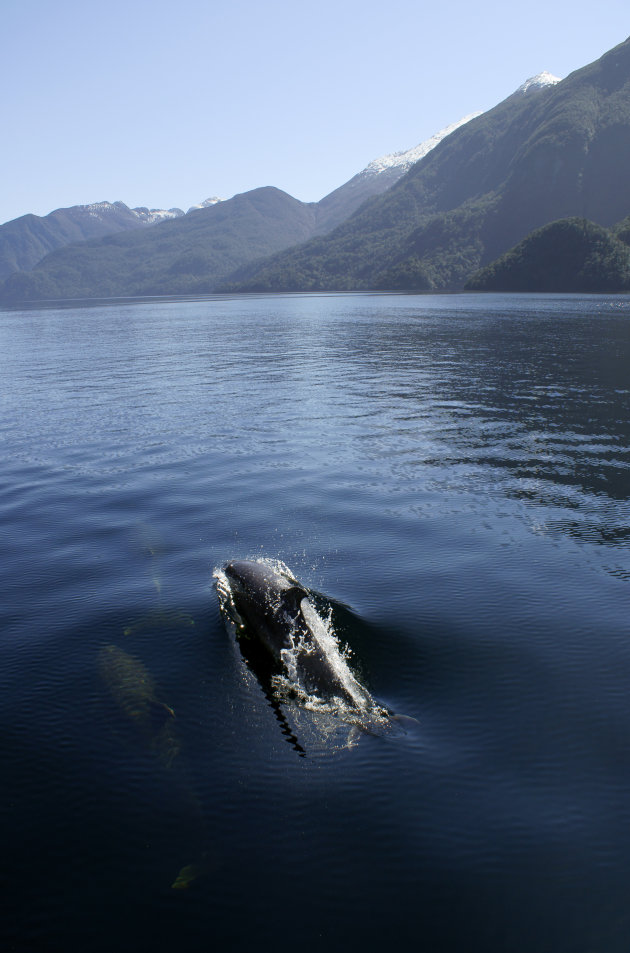 Dolfijnen in Doubtfull Sound