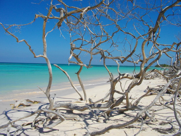 Cayo Juitas, een heel mooi strand waar mangrovestruiken en grote schelpen een prachtig decor vormen.