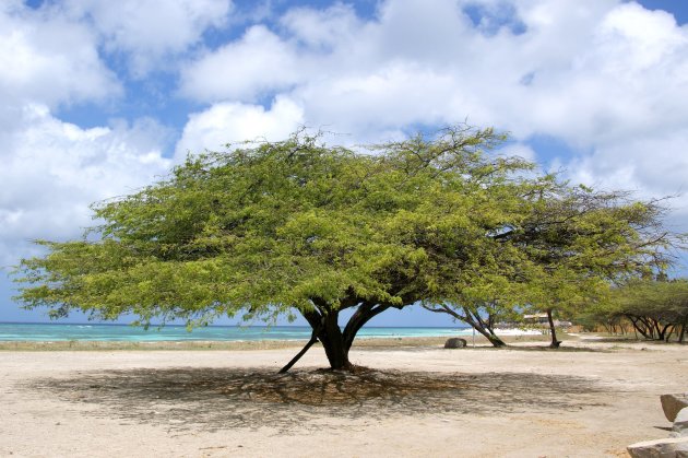 Kwihi Tree