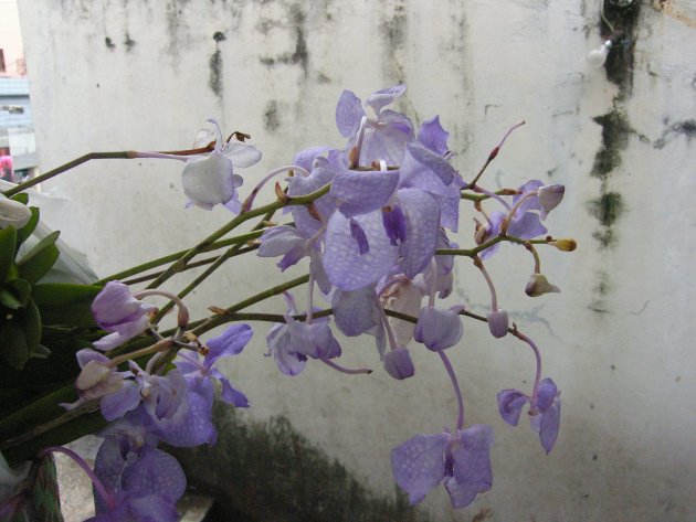 bijzondere orchidee