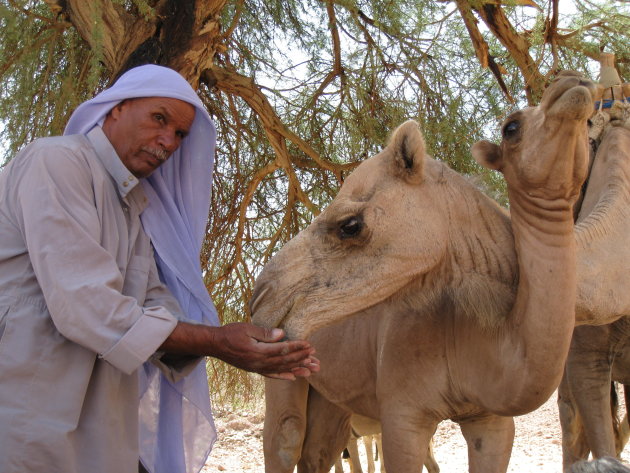 Bedoeien met moeder en dochter kameel