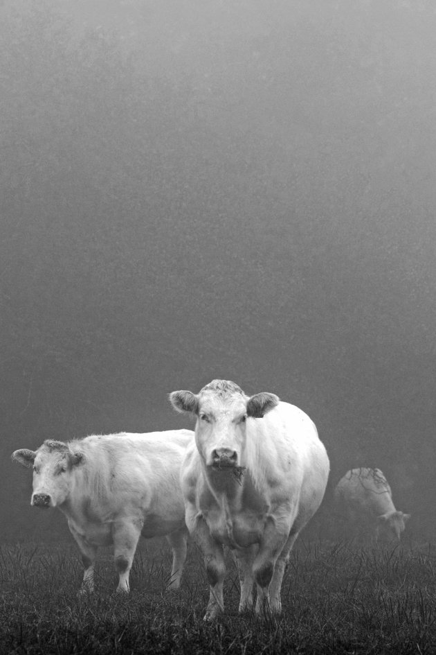 Koeien in mist