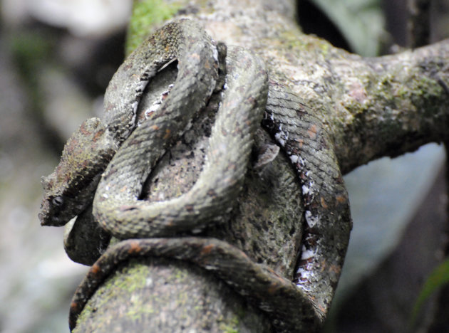 Groefkopadder een van de meest giftige slangen van Costa Rica