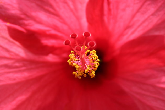 Hawaiiaanse bloem
