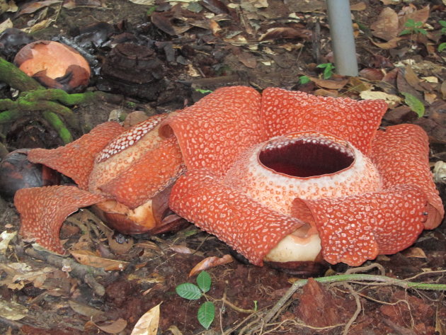 rafflesia bloemen