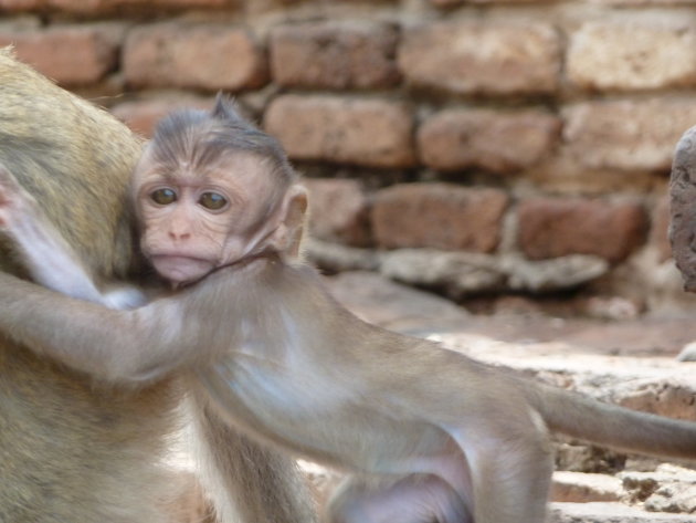 Baby aapje in Lot Buri