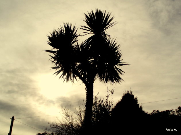 'palmtree'