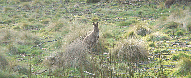 Eenzame kangoeroe