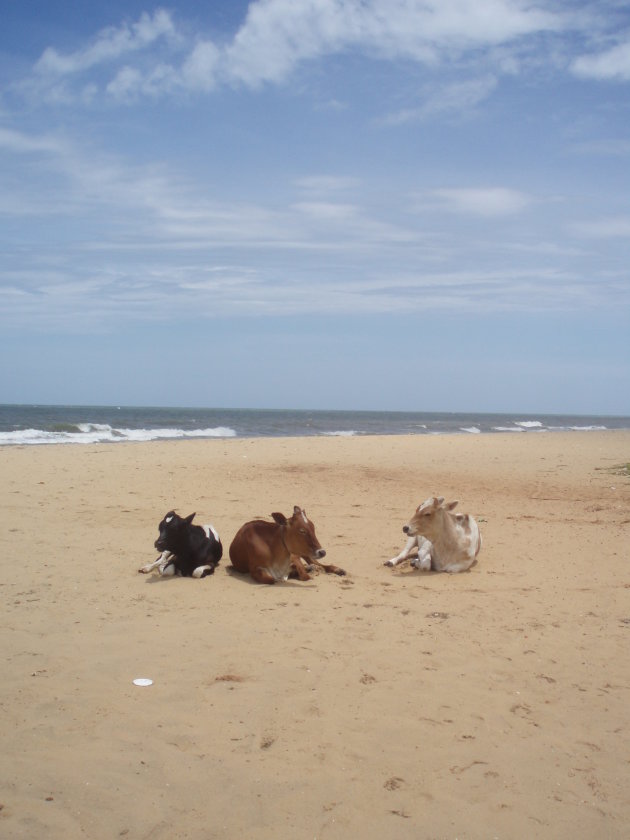 Op het strand van Negombo werden we herinnerd aan onze naderende terugreis....
