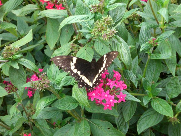 Bij een koffieplantage in de buurt van de vulkaan Poas zat deze prachtige vlinder