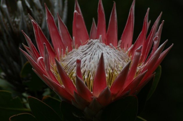 Zuid Afrikaanse King protea