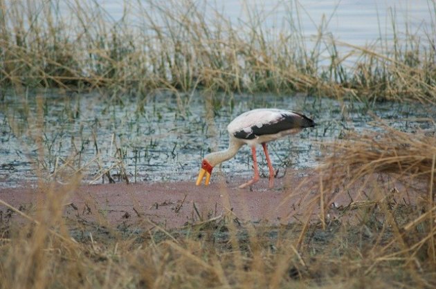 Een yellow billed stork in Borakalalo national park