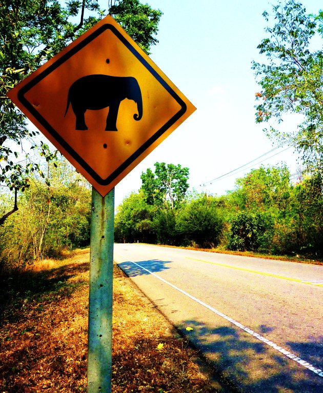 crossing elephants