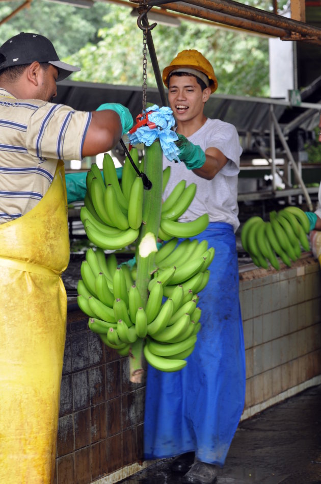 Bananenplantages