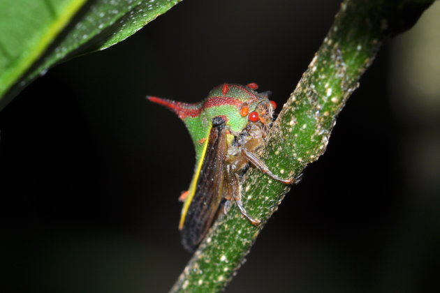 Thorn Bug Monteverde