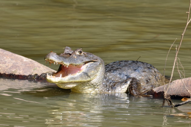 Krokodil bij Cano Negro