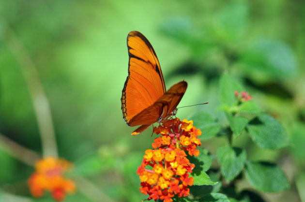 Oranje vlinder