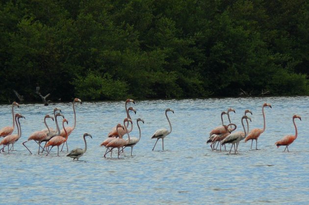 Flamingo's aan het pootje baden !