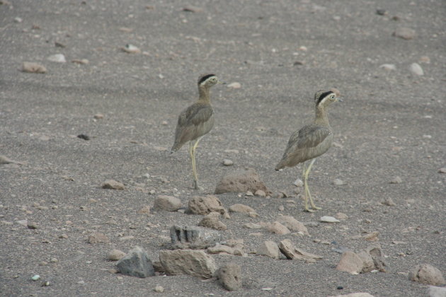 Vogeltjes bij Nazca