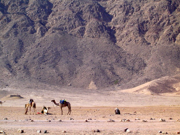 Kamelen in de Sinai