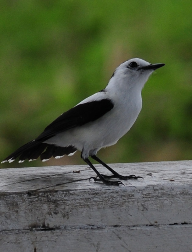 een prachtig vogeltje in vervuilde sloten van Paramaribo
