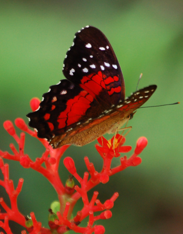 Prachtige vlinder uit de omgeving van Paramaribo
