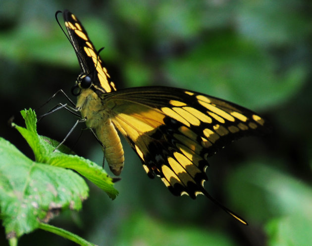 Vlinder uit de omgeving van Paramaribo.