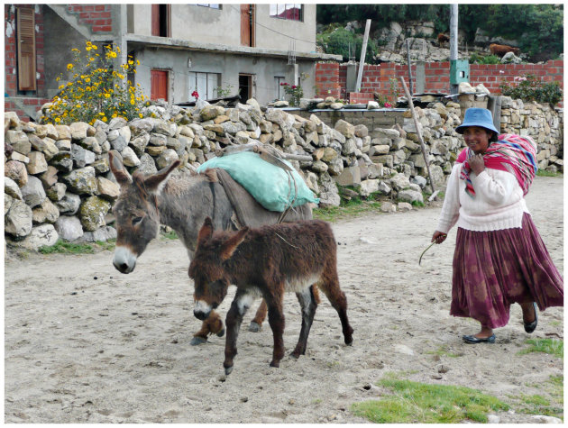 Titicaca Donkeys