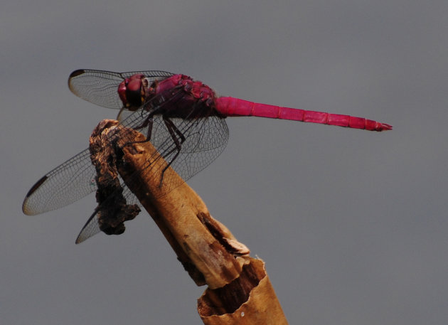 Mooie Libelle aan de Suriname Rivier