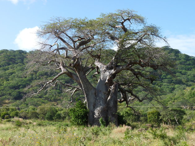 Baobab bij Cape Maclear