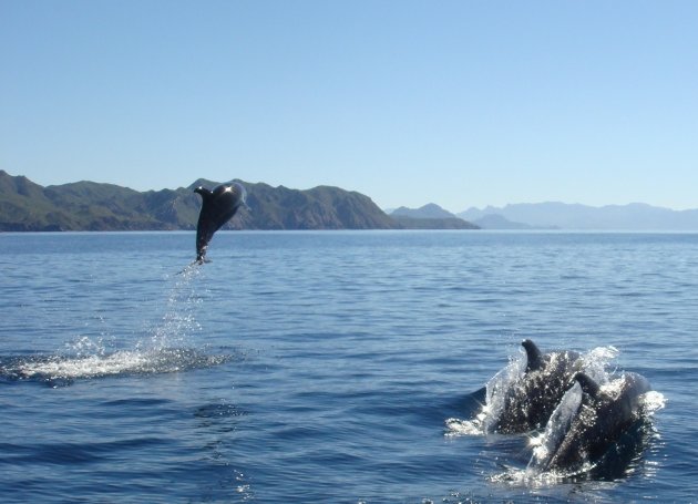 Vele dolfijnen van de Zee van Cortez